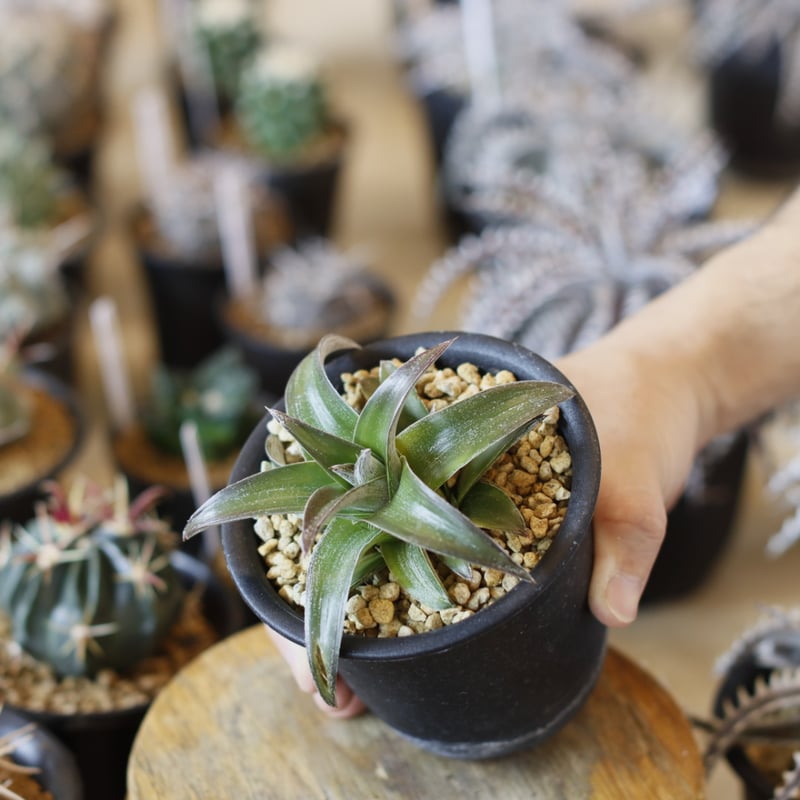 Dyckia 'Stoic' (3号鉢) no.1226/53 | 芽の巣山
