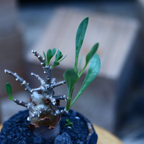 オトンナ  アルボレッセンス／Othonna arborescens  no.100341