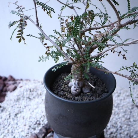 オペルクリカリア    ヒファエノイデス   Operculicarya   hyphaenoides    no.120161