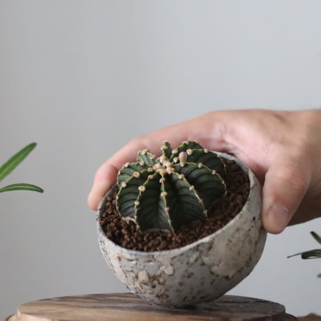 Gymnocalycium friedrichii LB2178 × たけろうポット   no.51205