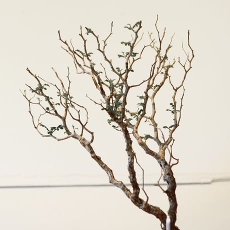 コミフォラ モンストローサ / Commiphora monstrosa   no.41622