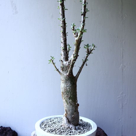 セサモタムナス ルガルディー  天狗のごますり  Sesamothamnus lugardii    no.61601