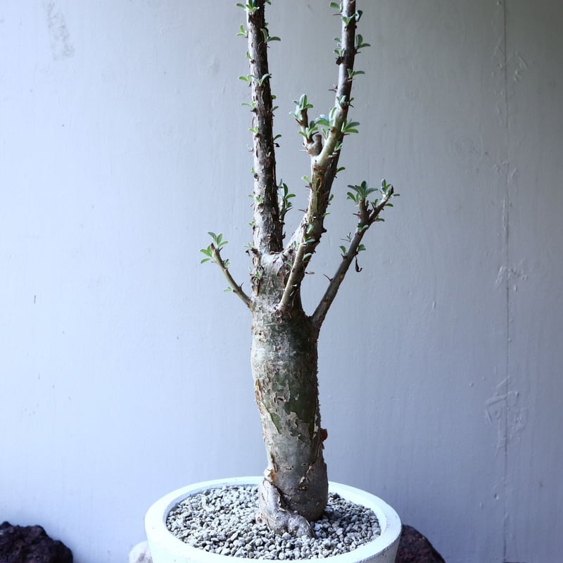 セサモタムナス ルガルディー 天狗のごますり Sesamothamnus lugardii