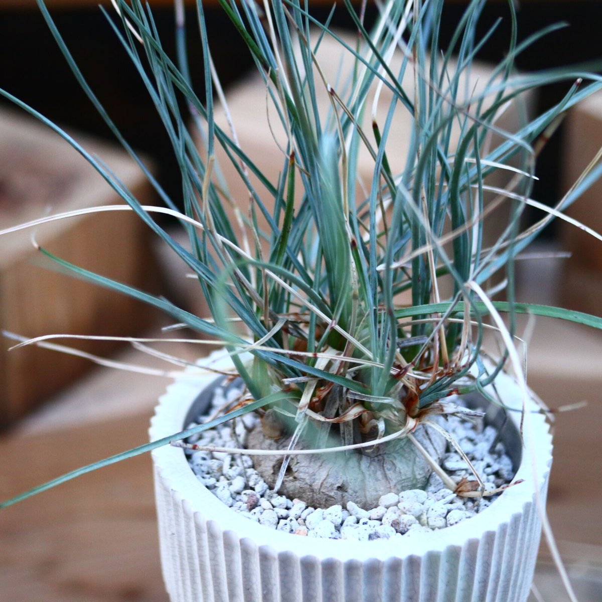 カリバナス フーケリー／Calibanus hookeri no.110736 |