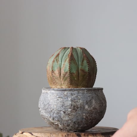 Euphorbia obesa  × たけろうポット  no.61606