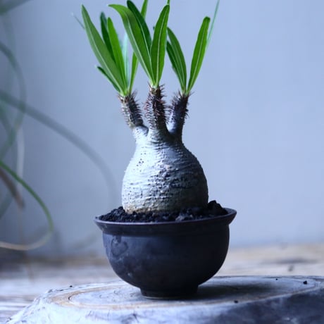 パキポディウム グラキリス   Pachypodium rosulatum var. gracilius no.101812