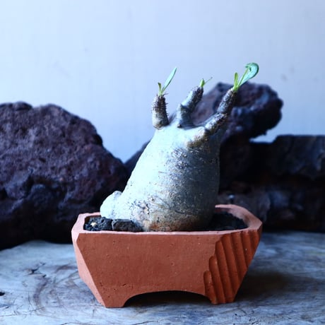 パキポディウム グラキリス   Pachypodium rosulatum var. gracilius no.30105
