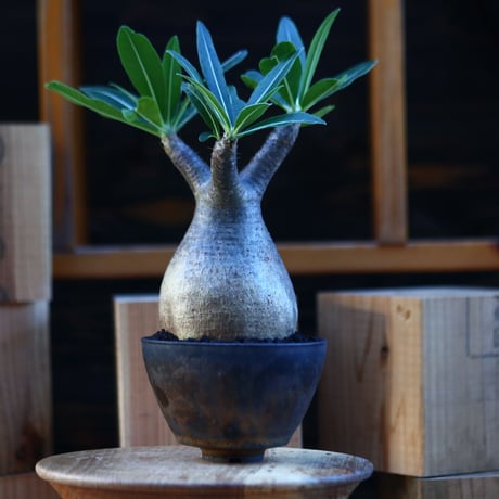 パキポディウム  グラキリス ／Pachypodium  gracilius     no.112846