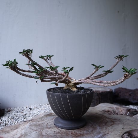 ユーフォルビア デカリー   Euphorbia decaryi   no.112408