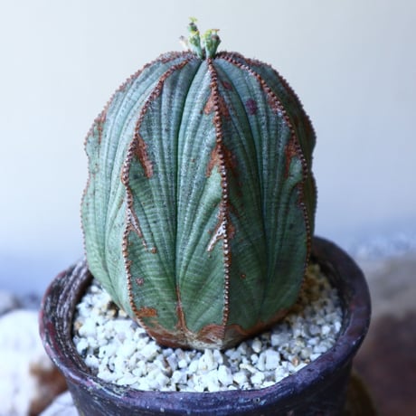 ユーフォルビア  オベサ  ♀　 Euphorbia obesa　no.60209