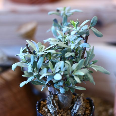 N/OH × Othonna quercifolia  no.111922