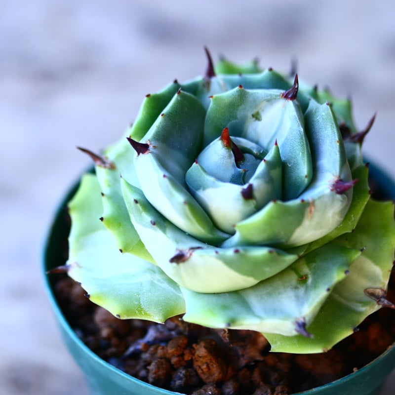 アガベ 王妃雷神白中斑 Agave potatorum v.verschaffeltii'Ou アガベ 王妃雷神白中斑 Agave potatorum v.verschaffeltii'Ou