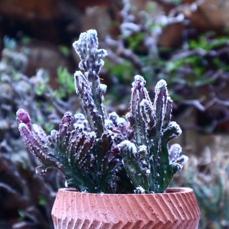 モンビレア 残雪の峰    Monvillea spegazzinii f. crist.      no.42510