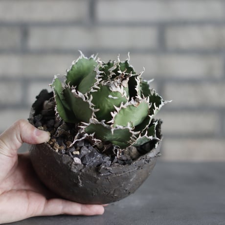 Agave titanota filigree × takero pot (4.5号)  no.419/109