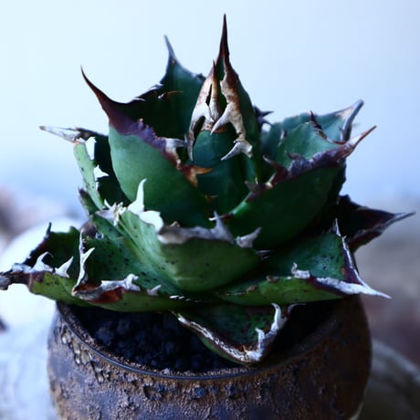 アガベ   チタノタ      Agave titanota   no.52624