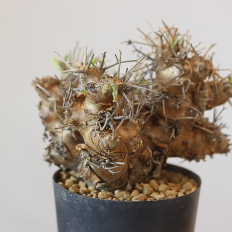 Othonna euphorbioides   no.921-8