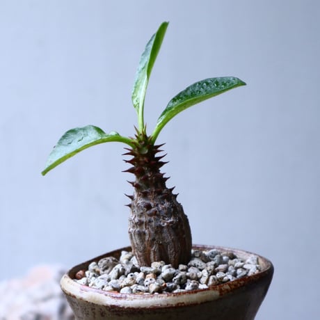 パキポディウム  ウィンゾリー   Pachypodium baronii var. windsori    no.102742