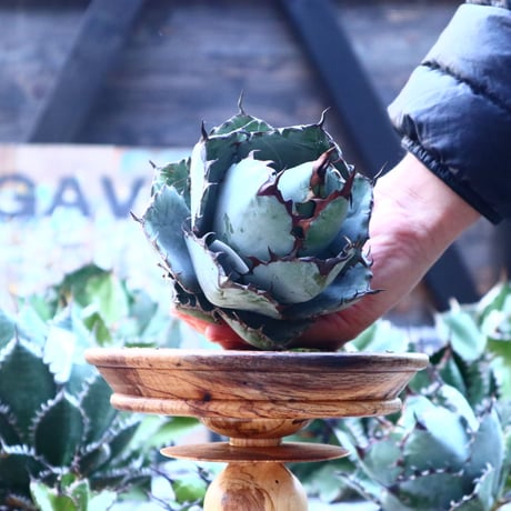 アガベ チタノタ　ブラック＆ブルー   Agave titanota black&bule   no.103-45