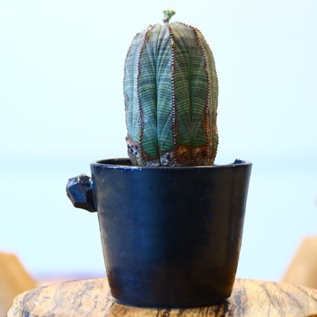 N/OH × Euphorbia obesa    no.61806