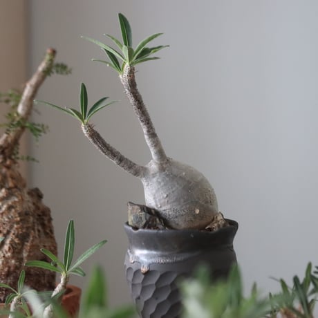 Pachypodium gracilius × N/OH    no.51223