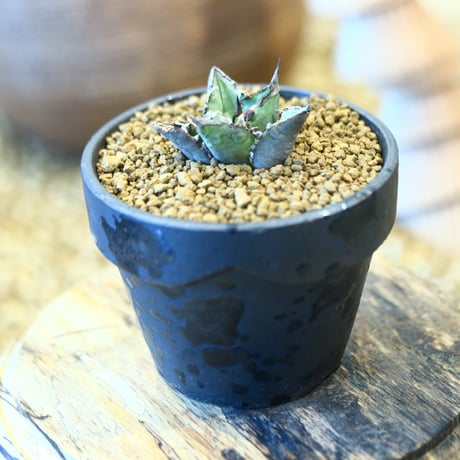 YAMABACHI ver. takero pot  × Agave titanota"FO-076" 　no.40701
