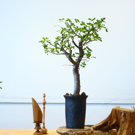 Bursera fagaroides × たけろうポット   no.90335