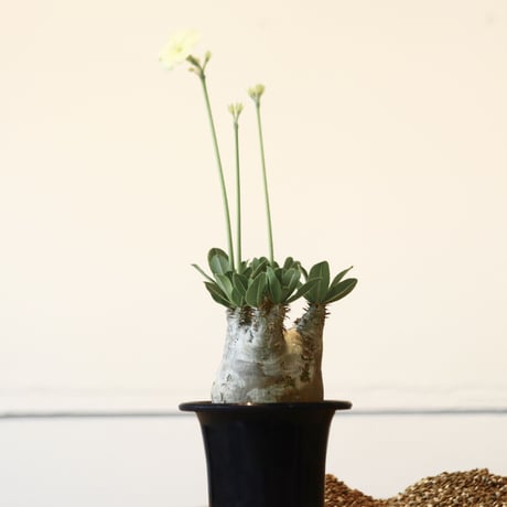 パキポディウム  エブレネウム / Pachypodium eburneum   no.41605