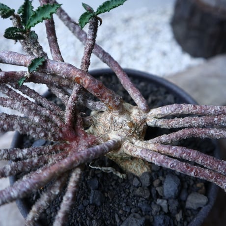 ユーフォルビア デカリー   Euphorbia decaryi   no.112408