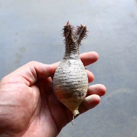 パキポディウム グラキリス 抜苗  Pachypodium rosulatum var. gracilius no.92922