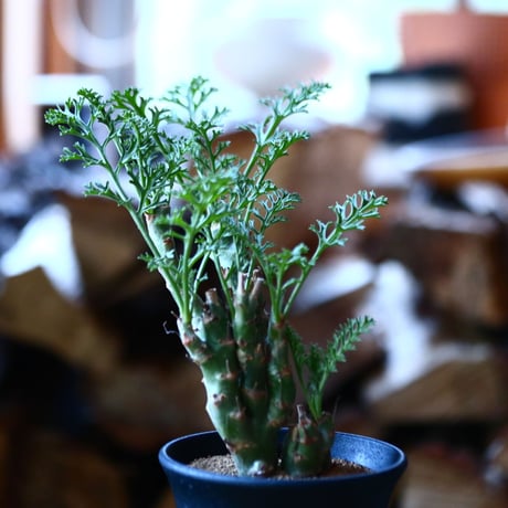 ペラルゴニウム カルノーサム Pelargonium carnosum  no.111591