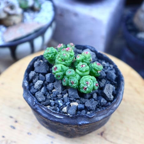 マミラリア ボカサナフレッド／Mammillaria bocasana cv. Fred     no.71855