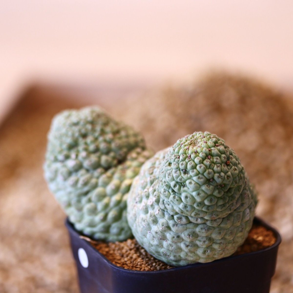 ラリレアキア カクティフォルメ 仏頭玉 / Larryleachia cactiformis