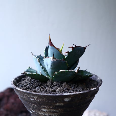 アガベ ホワイトアイス   Agave titanota 'White Ice'    no.71404