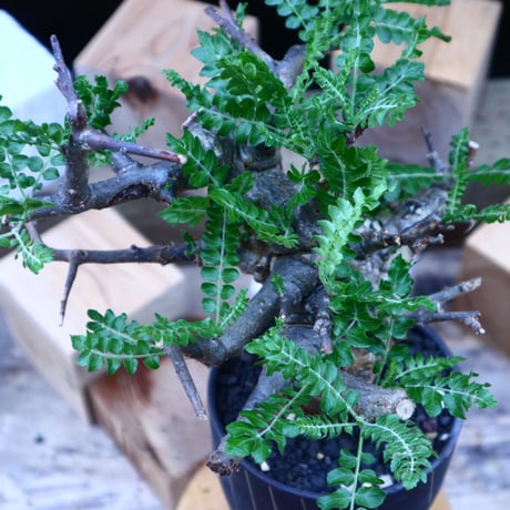 ボスウェリア  ネグレクタ／Boswellia neglecta    no.71801