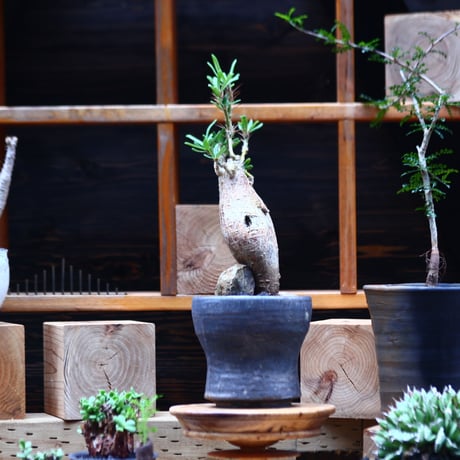 パキポディウム  サキュレンタム    Pachypodium Succulentum  no.82942