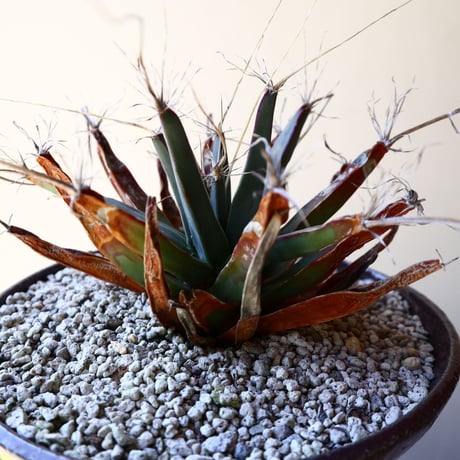 レウクテンベルギア  晃山    Leuchtenbergia principis  no.40713