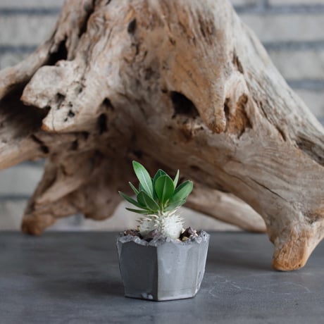 Pachypodium hyb.【特大黒× leucoxanthum】(dobuzuke) × N/OH (2号)  no.622-29