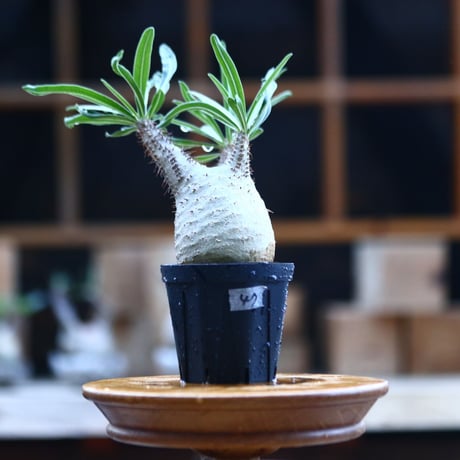 パキポディウム  グラキリス ／Pachypodium  gracilius     no.101747