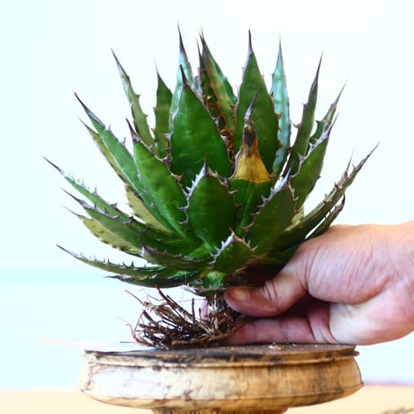 Agave horrida / Style of Chika   no.1015/29