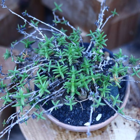 トリコディアデマ  ブルボスム  姫紅小松／Trichodiadema bulbosum　no.122686