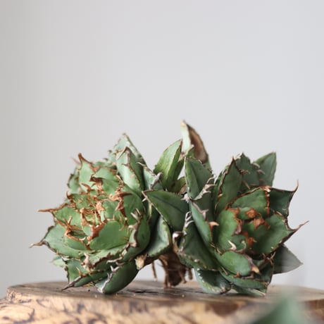 Agave titanota filigree Devil/ Style of Chika　no.42137