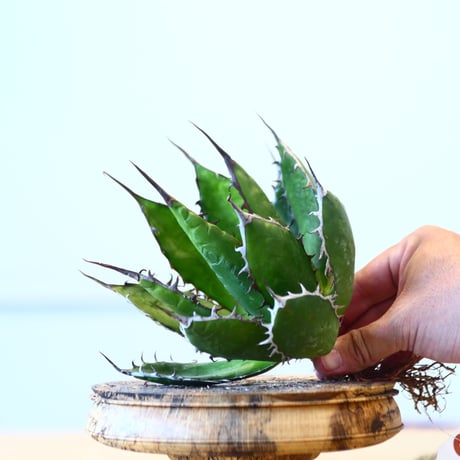 Agave horrida / Style of Chika   no.1015/67
