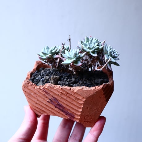 ダドレア グリーニー Dudleya greenei  no.12622