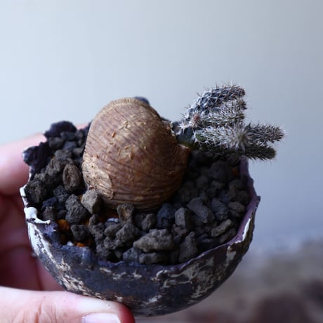 プテロカクタス ツベローサス   黒竜     Pterocactus tuberosus   no.60235