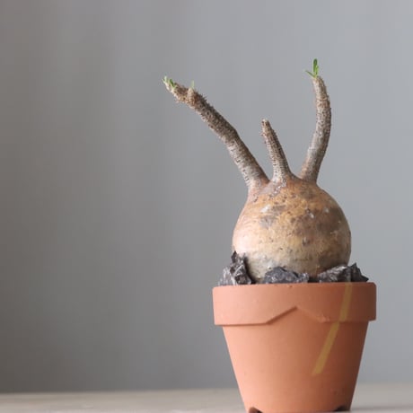 Pachypodium gracilius × YAMABACHI var.N/OH (3号鉢)   no.420-52