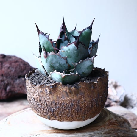 アガベ チタノタ　ブラック＆ブルー  Agave titanota black&bule    no.72108