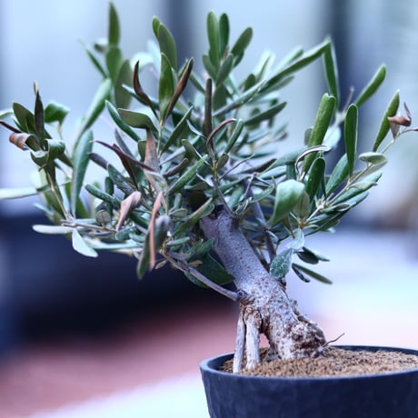 オリーブ　Olea europaea　 no.120667