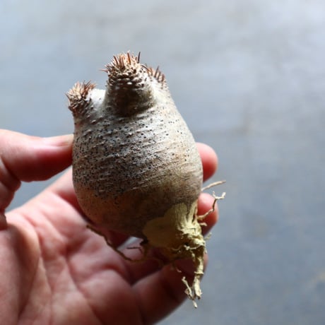 パキポディウム グラキリス 抜苗  Pachypodium rosulatum var. gracilius no.92902