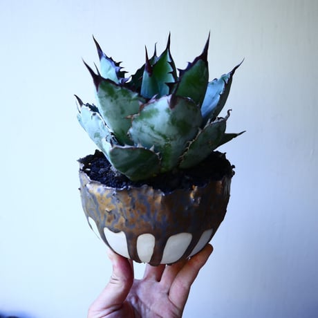 アガベ チタノタ　ブラック＆ブルー  Agave titanota black&bule  no.52625