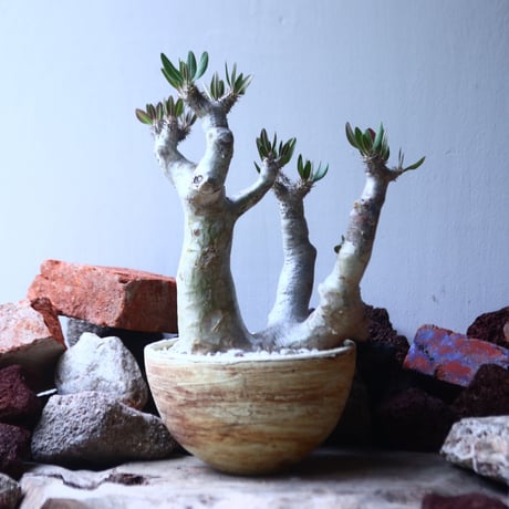 パキポディウム ブレビカリックス     Pachypodium densiflorum var. brevicalyx    no.42696